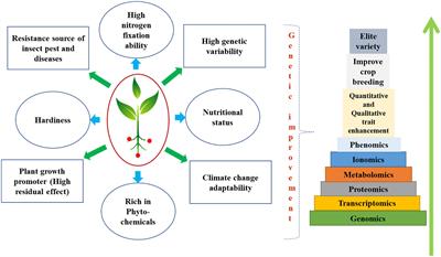Underutilized legumes: nutrient status and advanced breeding approaches for qualitative and quantitative enhancement